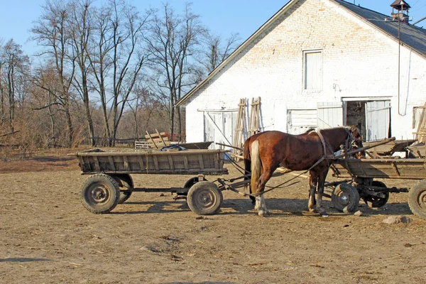 乌克兰文尼西亚地区马被套在马车上 — 图库照片
