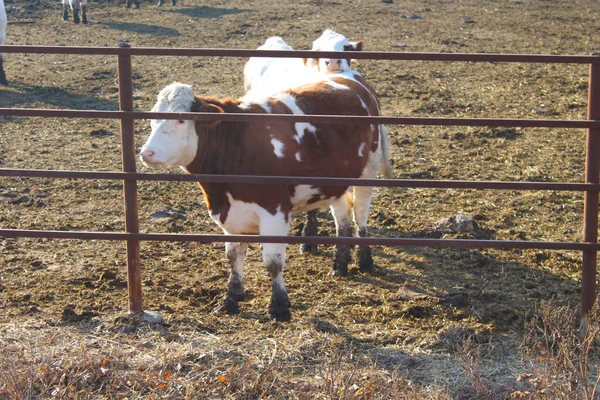 Vacas Detrás Una Cerca Una Granja Lechera Región Vinnytsia Ucrania —  Fotos de Stock