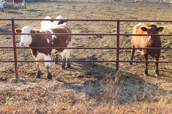 우크라이나 비니트시아 지역의 농장에서 울타리 젖소들 — 스톡 사진
