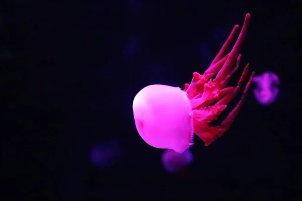 Close View Glowing Pink Jellyfish Jelly Blubber Catostylus Mosaicus — Stock Photo, Image