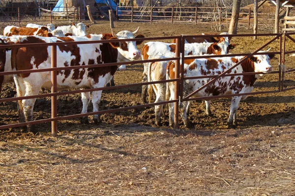 Vacas Detrás Una Cerca Una Granja Lechera Región Vinnytsia Ucrania — Foto de Stock