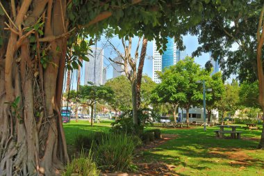 Tel Aviv, İsrail - 17 Eylül 2017: Tarihi Sarona bölgesinde dev incir ağacı