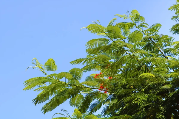 Delonix Regia Uma Espécie Angiospermas Família Fabaceae Subfamília Caesalpinioideae Nativa — Fotografia de Stock