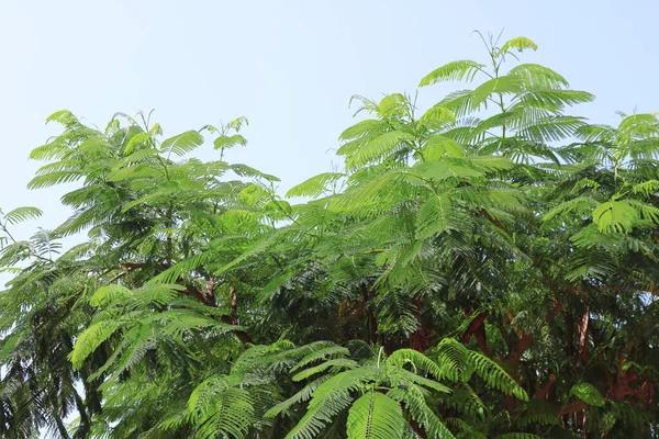 Delonix Regia Species Flowering Plant Bean Family Fabaceae Subfamily Caesalpinioideae — Stock Photo, Image