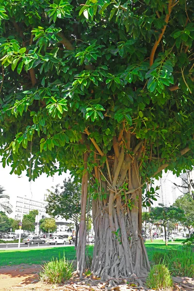 Tel Aviv Israel Setembro 2017 Vista Árvore Ficus Rua Cidade — Fotografia de Stock