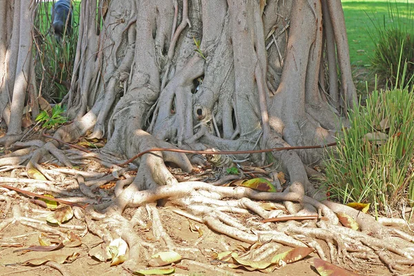 Ficus Gyökérzet Tel Aviv Izrael — Stock Fotó