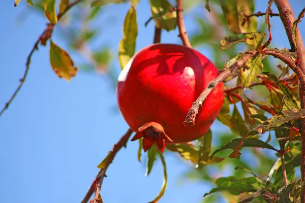 Red Ripe Pomegranate Fruit Grows Pomegranate Tree Garden Punica Granatum — Stock Photo, Image