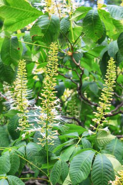 Bahçedeki estetik parviflora çiçekli şişe fırçası Buckeye çalısı manzarası 