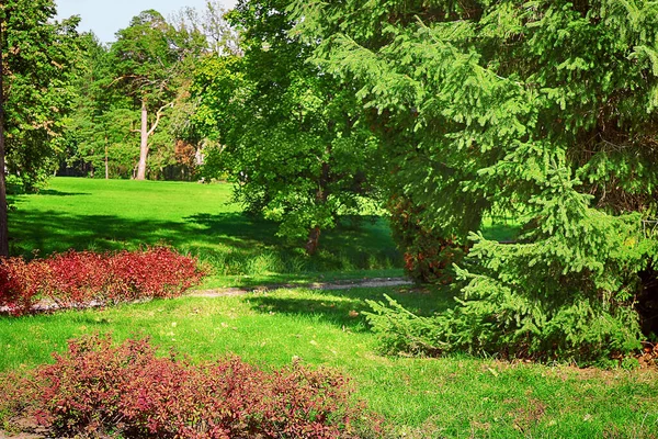 Parque Otoño Oleksandriya Bila Tserkva Ucrania Hermoso Abeto Arbustos Color —  Fotos de Stock