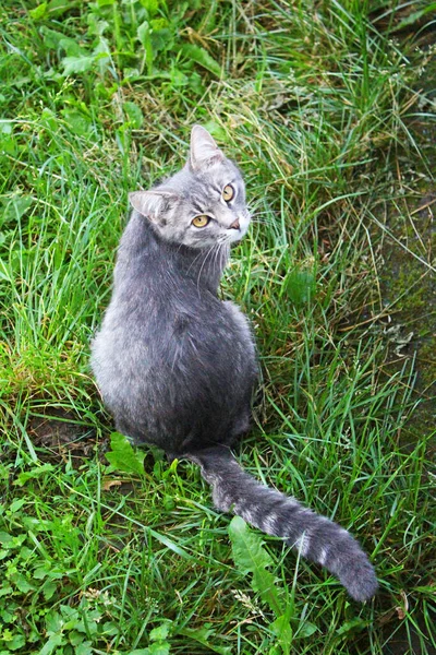 Grey Cat Sitting Green Grass — Stock Photo, Image