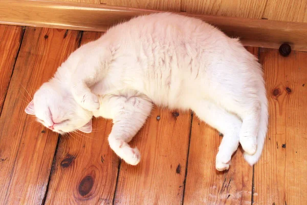 白い猫が木製の床に横たわっている トルコのアンゴラ 青と緑の目のヴァン猫 愛らしいペット 好中球減少症 — ストック写真
