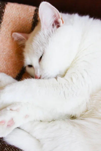 Gato Blanco Está Durmiendo Angora Turca Van Gato Con Ojos — Foto de Stock