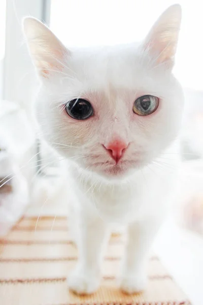 有不同颜色眼睛的白猫 土耳其安哥拉 凡猫与蓝色和绿色的眼睛是看着相机 可爱的家养宠物 异色症 — 图库照片