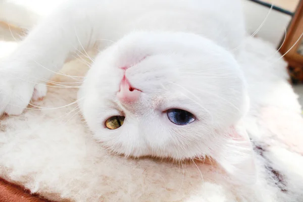 有不同颜色眼睛的白猫 土耳其安哥拉 蓝绿相间的范猫躺在床上 可爱的家养宠物 异色症 — 图库照片