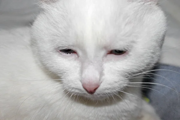 Den Vita Katten Smalnade Ögonen Turkisk Angora Van Cat Bedårande — Stockfoto