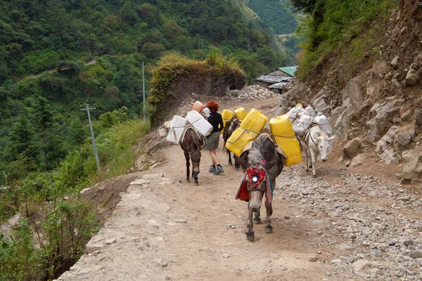 Young Woman Walks Herd Loaded Donkeys Annapurna Trekking Nepal — Fotografia de Stock