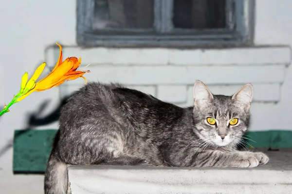 Kucing Abu Abu Dengan Mata Kuning Berbaring Malam Hari Bunga — Stok Foto