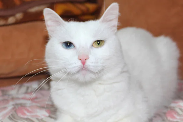 有不同颜色眼睛的白猫 土耳其安哥拉 蓝绿相间的范猫躺在床上 可爱的家养宠物 异色症 — 图库照片