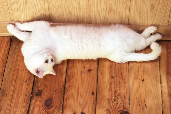 Vit Katt Ligger Trägolvet Turkisk Angora Van Katt Med Blå — Stockfoto