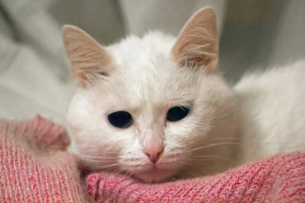 Vit Katt Ligger Trägolvet Turkisk Angora Van Katt Med Blå — Stockfoto