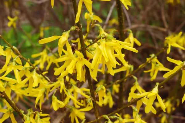 Forsycja Europaea Kwitnący Krzew Forsycji Żółtymi Kwiatami Wiosna Roślina Pobli — Zdjęcie stockowe