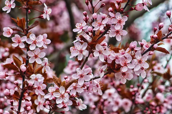 Baharda Pembe Sakura Ağacının Dallarının Görüntüsü — Stok fotoğraf