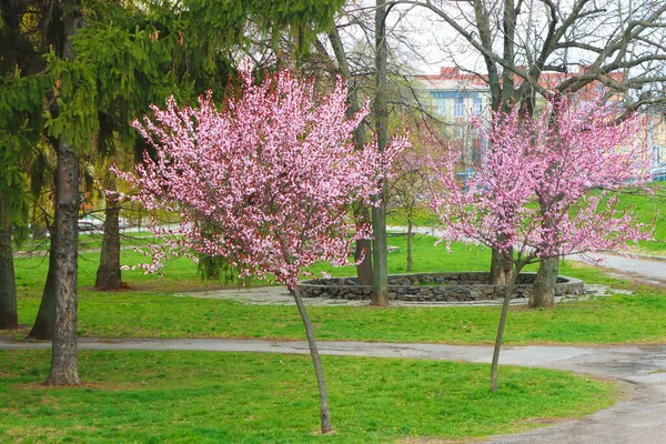 Νεαρά Δέντρα Sakura Στο Πάρκο Στη Βινυτσιά Ουκρανία — Φωτογραφία Αρχείου