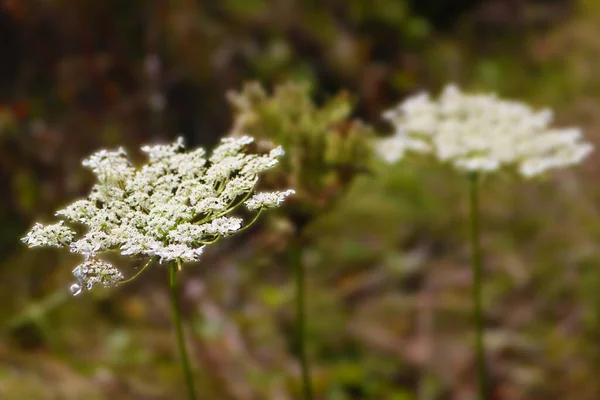 Detailní Záběr Bílé Yarrow Divoké Květiny Zelené Listy Zeleným Pozadím — Stock fotografie