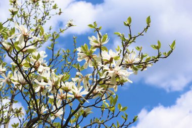 # Çiçek açan manolya ağacı # # Güzel beyaz çiçekler ile # # Mavi gökyüzünde #