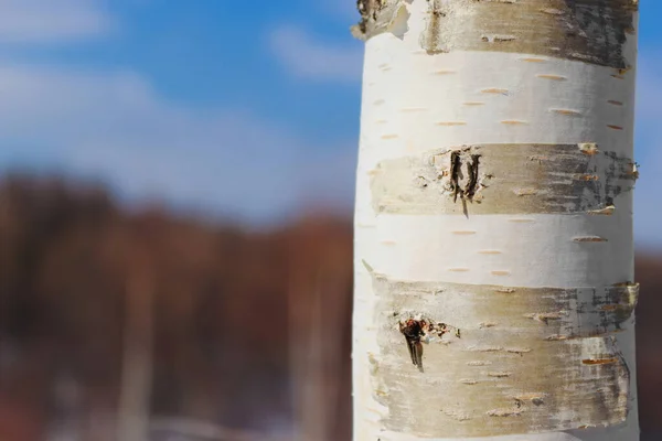 Birch Tree Trunk Foreground Forest Background — Stock Photo, Image
