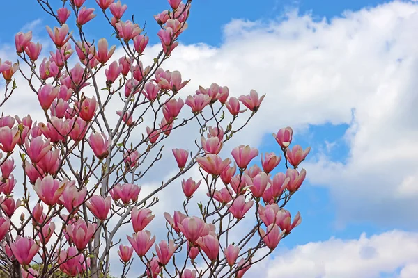 Bloeiende Magnolia Boom Met Prachtige Bloemen Boven Blauwe Lucht Het — Stockfoto