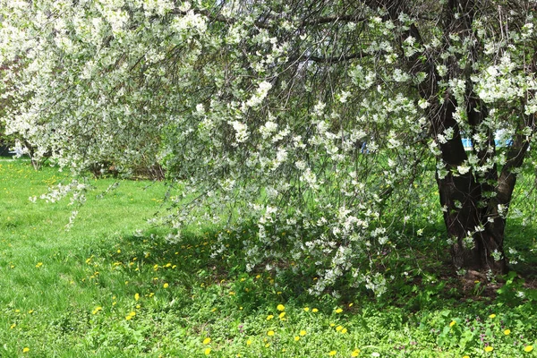 Blühender Marillenbaum Frühlingszeit — Stockfoto