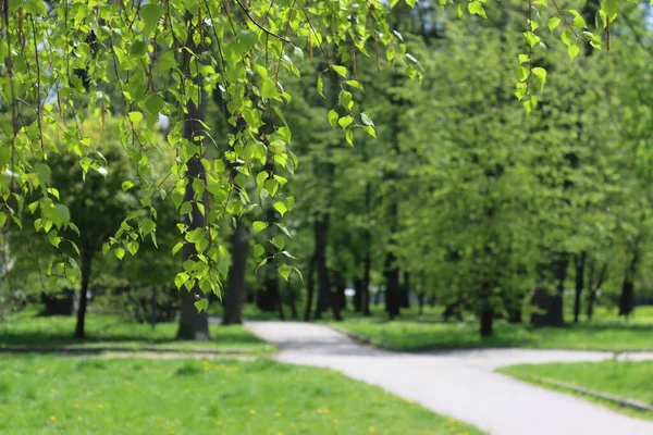 Giovani Foglie Betulla Sentiero Nel Parco Primavera — Foto Stock