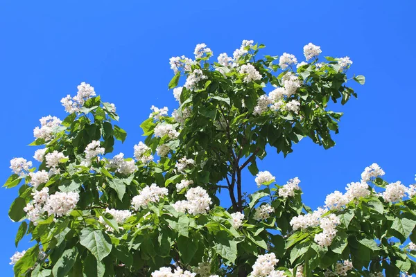 Katalpa Ağacı Gösterişli Güzel Kokulu Çiçekleri Güzel Yaprakları Nedeniyle Peyzajda — Stok fotoğraf