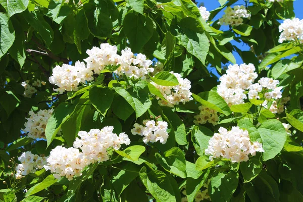 Katalpa Ağacı Gösterişli Güzel Kokulu Çiçekleri Güzel Yaprakları Nedeniyle Peyzajda — Stok fotoğraf
