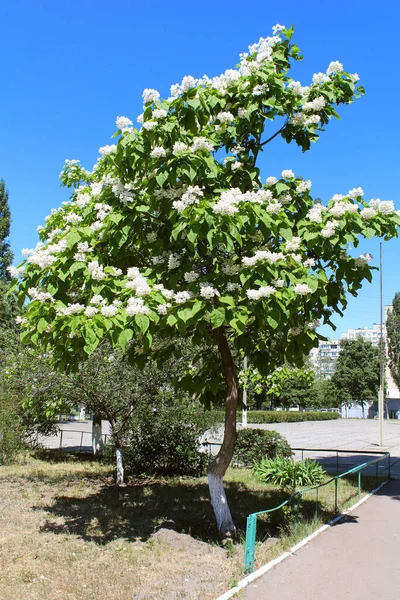 Catalpa tree is a decorative tree used in landscaping due to its showy, fragrant flowers and beautiful leave