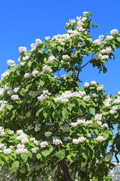 Catalpa Trã Ett Dekorativt Trã Som Anvã Nds Landskapsarkitektur Grund — Stockfoto