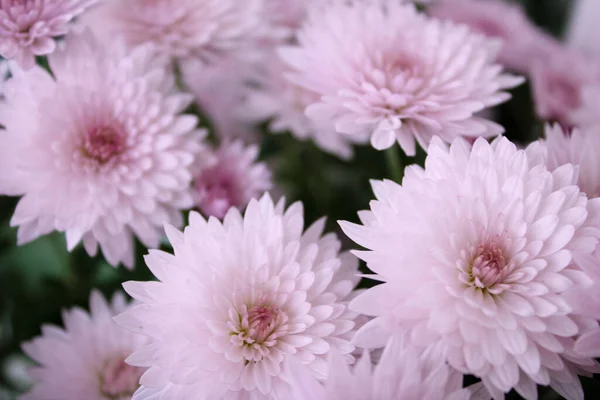 Nahaufnahme Von Einem Bund Rosa Chrysanthemenblüten — Stockfoto