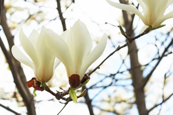 Witte Magnolia Bloemen Aan Boom — Stockfoto