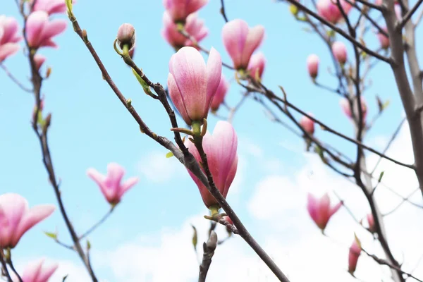 Magnolia Boom Bloeien Lentetuin — Stockfoto