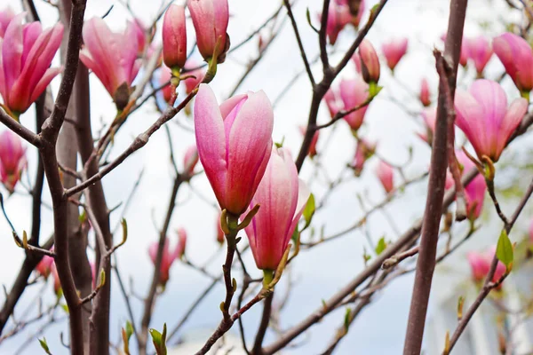 Květ Magnolie Strom Jarní Zahradě — Stock fotografie