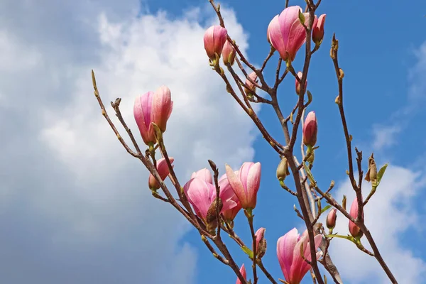Magnolia Arbre Fleurir Dans Jardin Printemps — Photo