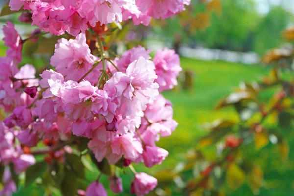 Sakura Flores Árbol Sakura Primavera — Foto de Stock