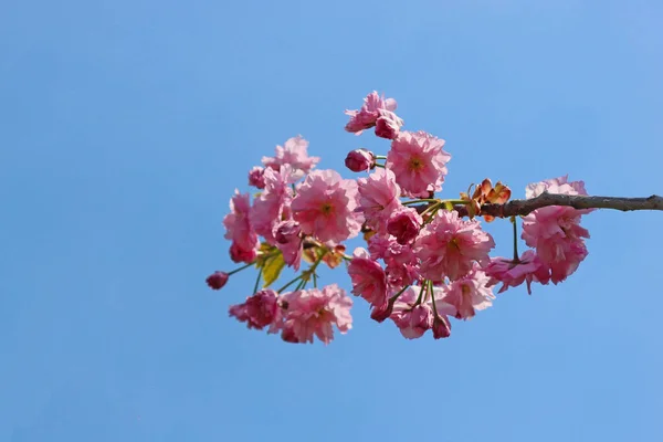 春の桜の花々 — ストック写真