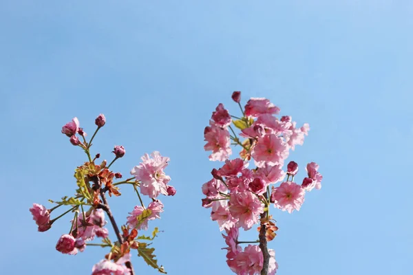 Sakura Flores Árbol Sakura Primavera — Foto de Stock