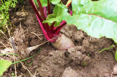 Beetroot plants in the garden - grown for edible root and colourful salad leaves. Purple beets