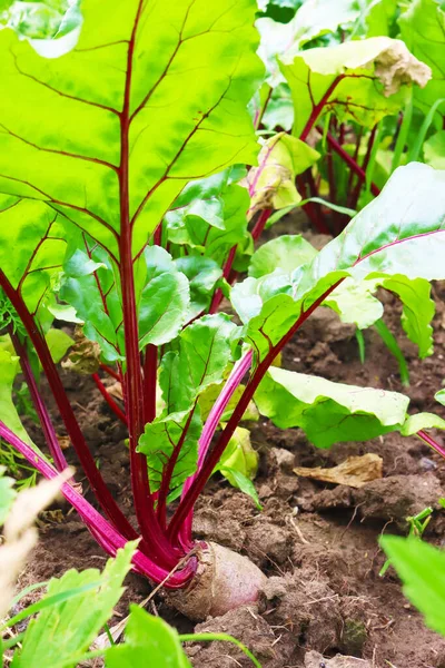Beetroot plants in the garden - grown for edible root and colourful salad leaves. Purple beets