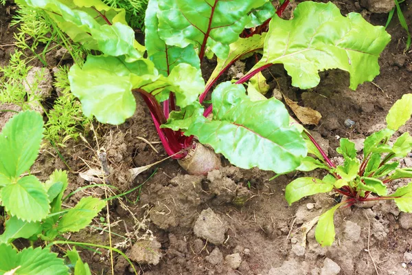 Beetroot plants in the garden - grown for edible root and colourful salad leaves. Purple beets