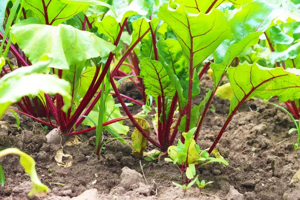 Beetroot Plants Garden Grown Edible Root Colourful Salad Leaves Purple — Stock Photo, Image