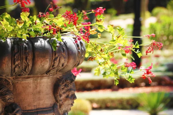 Red Flowers Vase Decorates Bahai Garden Haifa Israel — Fotografia de Stock